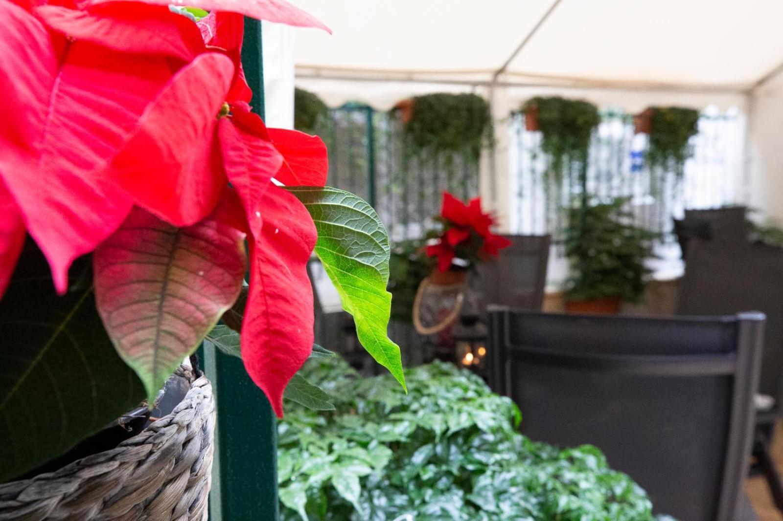 Flatinrome Trastevere Deluxe Rooms - Green Patio Bagian luar foto